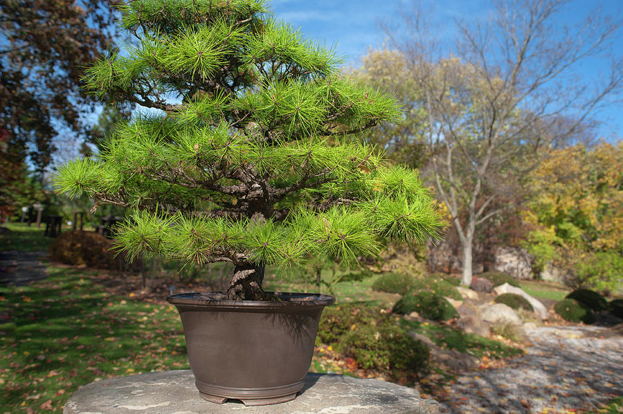 Pinus Thunbergii Bonsai Photograph by Jenny Rainbow