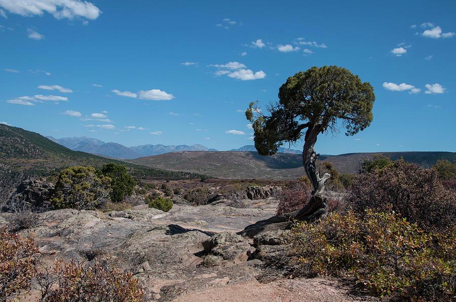 Pinyon Pine with North Rim in background Black Canyon of the Gunnison by NaturesPix Pinyon Pine with North Rim in background Black Canyon of the Gunnison by NaturesPix