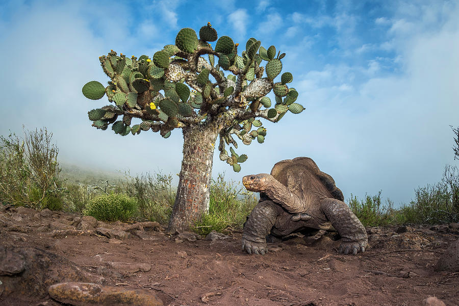 Pinzon Island Tortoise And Opuntia Photograph by Tui De Roy