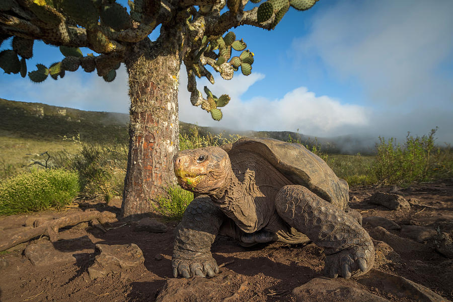 Pinzon Island Tortoise Near Opuntia Photograph by Tui De Roy