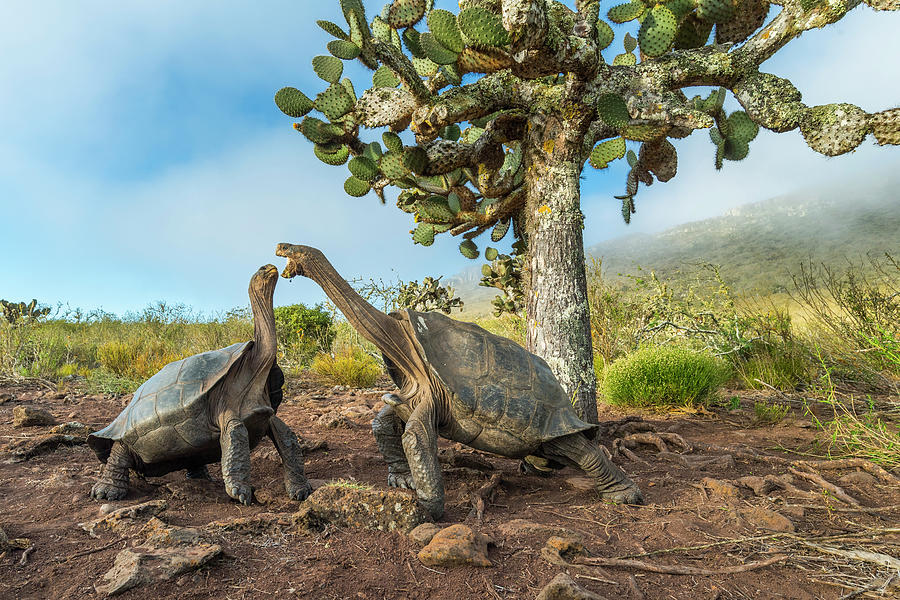 Pinzon Island Tortoises Fighting Photograph by Tui De Roy