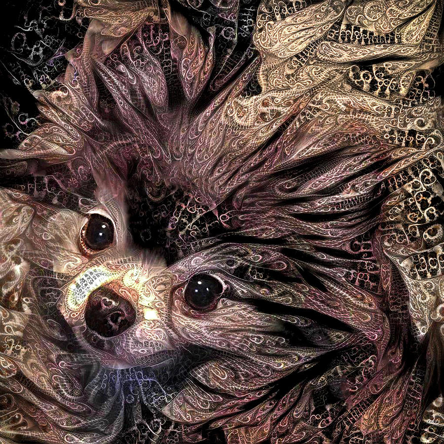 Piper the Pomeranian Digital Art by Peggy Collins