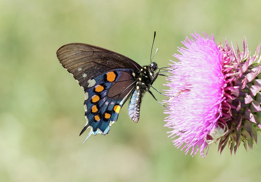 Pipevine Swallowtail Photograph by Betty Depee