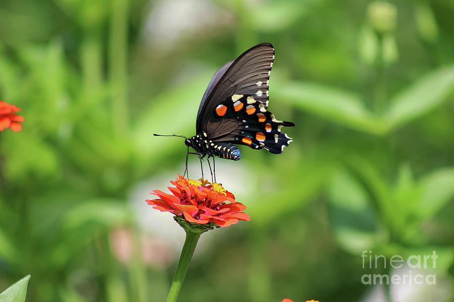 Pipevine Swallowtail Butterfly on Orange Zinnia Photograph by Karen Adams