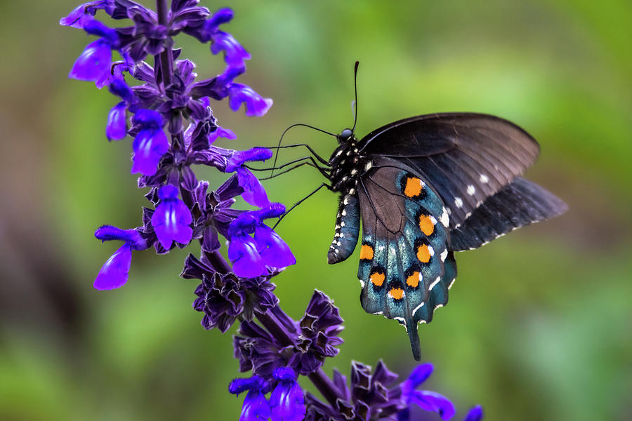 Pipevine Swallowtail Photograph by Debra Martz