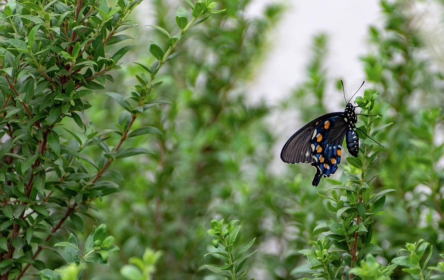 Pipevine Swallowtail Photograph by Douglas Killourie