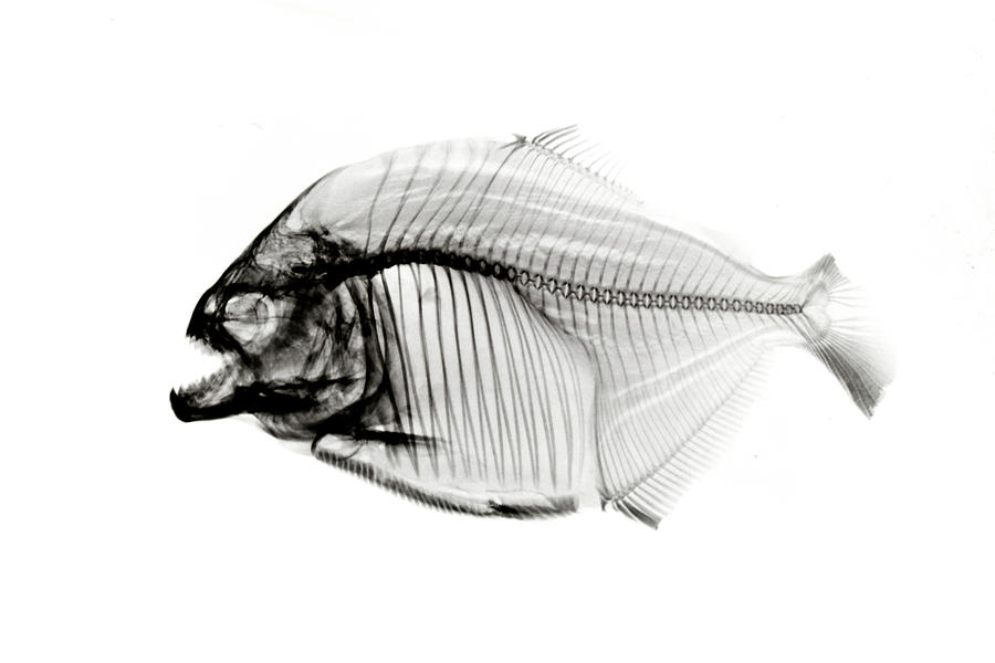 Piranha  X-ray On White Photograph by Grecosvet