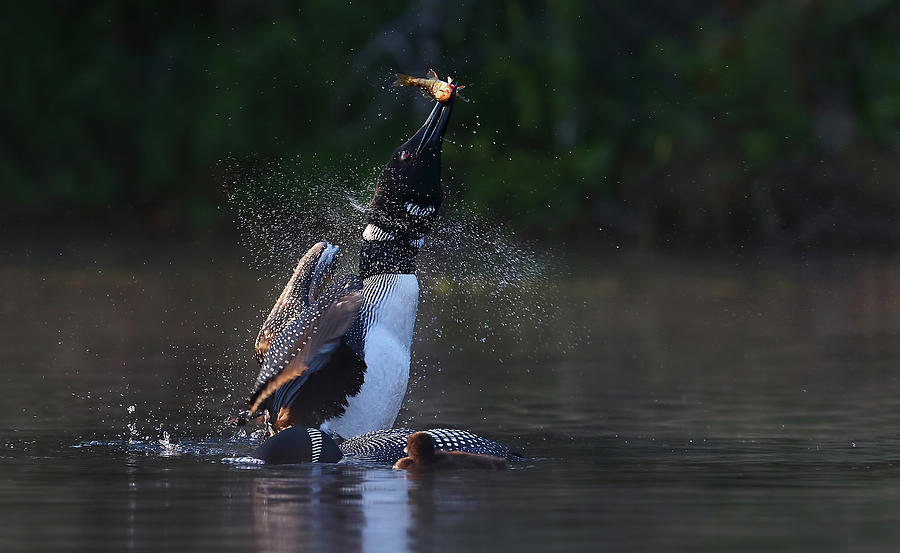 Loon Photograph - Pisces Rising - Common Loon With Fish by Jim Cumming