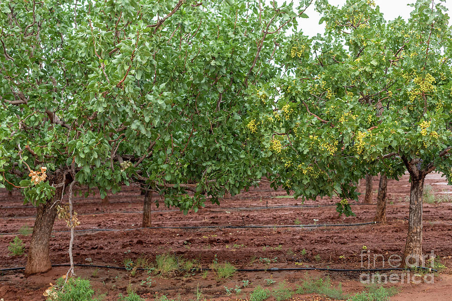 Pistachio Ranch Photograph by Jim West/science Photo Library | Pixels