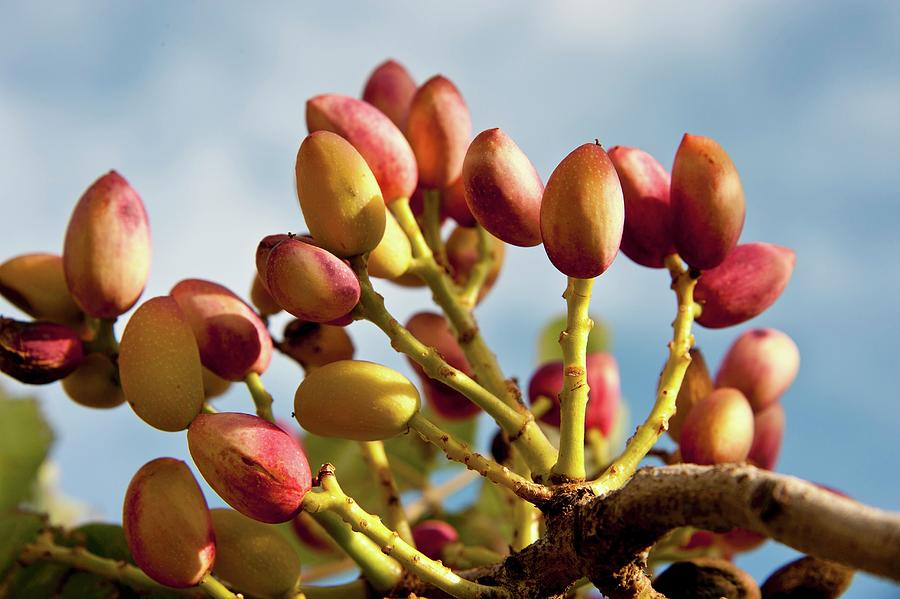 Pistachios On The Branch Photograph by Flayols
