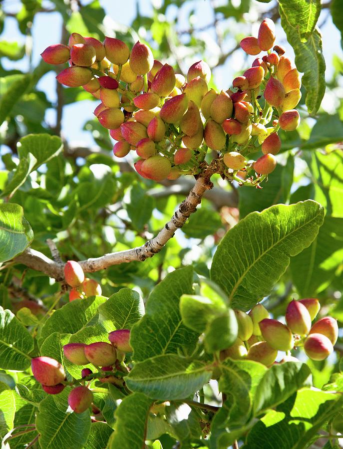 Pistachios On The Tree Photograph by William Boch