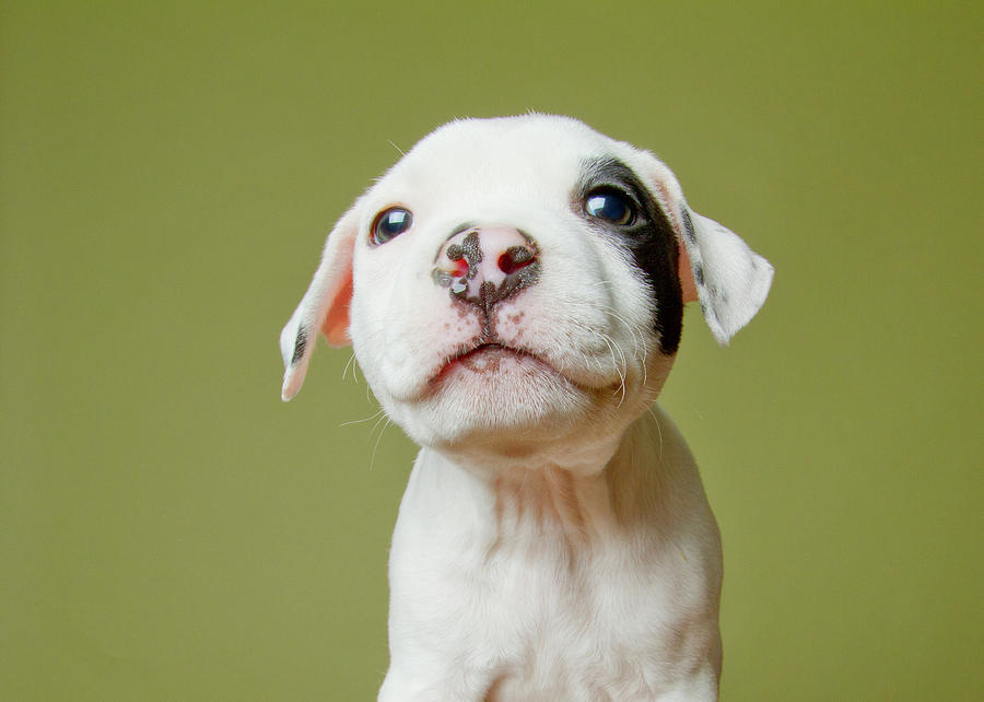 Pit Bull Puppy Photograph by Square Dog Photography