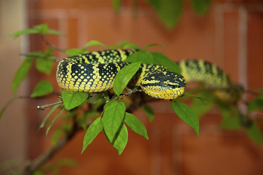 Pit Viper Snake On Tree Branch Photograph by Megan Ahrens
