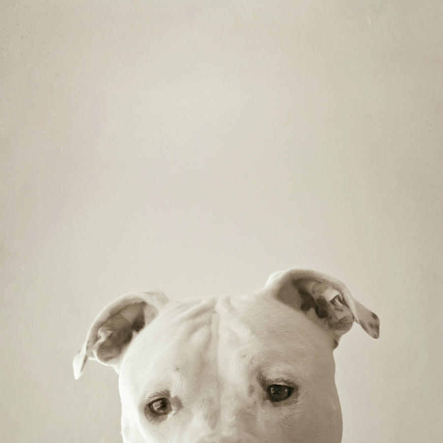 Pitbull Dog Photograph by Laura Ruth