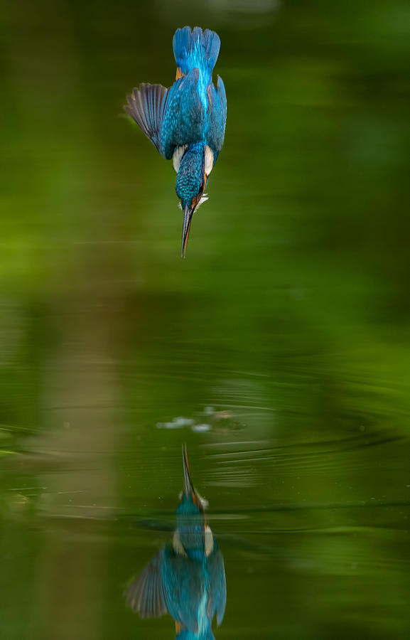 Kingfisher Photograph - Pitchdown by Kennyc