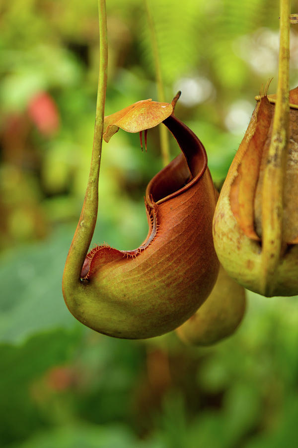 Pitcher Plant Photograph by Jade Moon