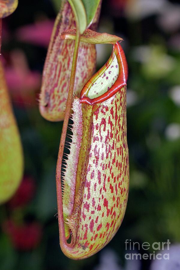 Pitcher Plant (nepenthes Sp.) Photograph by Dr Keith Wheeler/science Photo Library