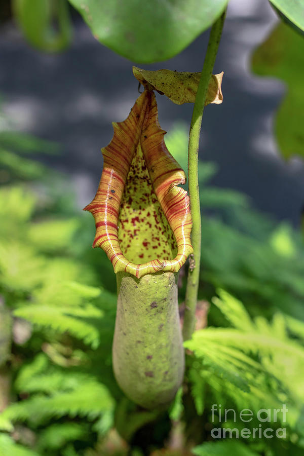 Pitcher Plant (nepenthes Sp.) by Jim West/science Photo Library