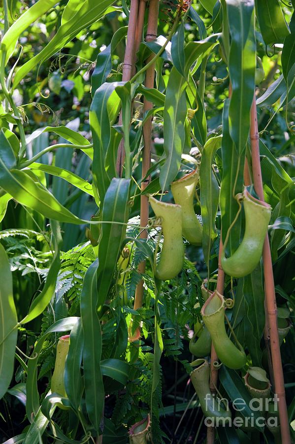 Pitcher Plants (nepenthes Sp.) Photograph by Dr Keith Wheeler/science Photo Library