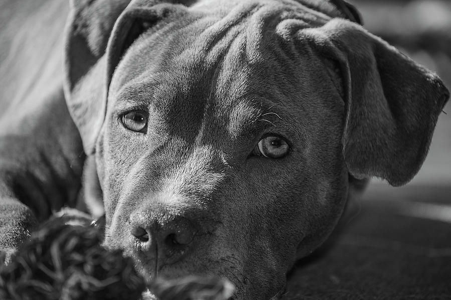 Pitiful Pitty Puppy Photograph By Andrea Swiedler Pixels