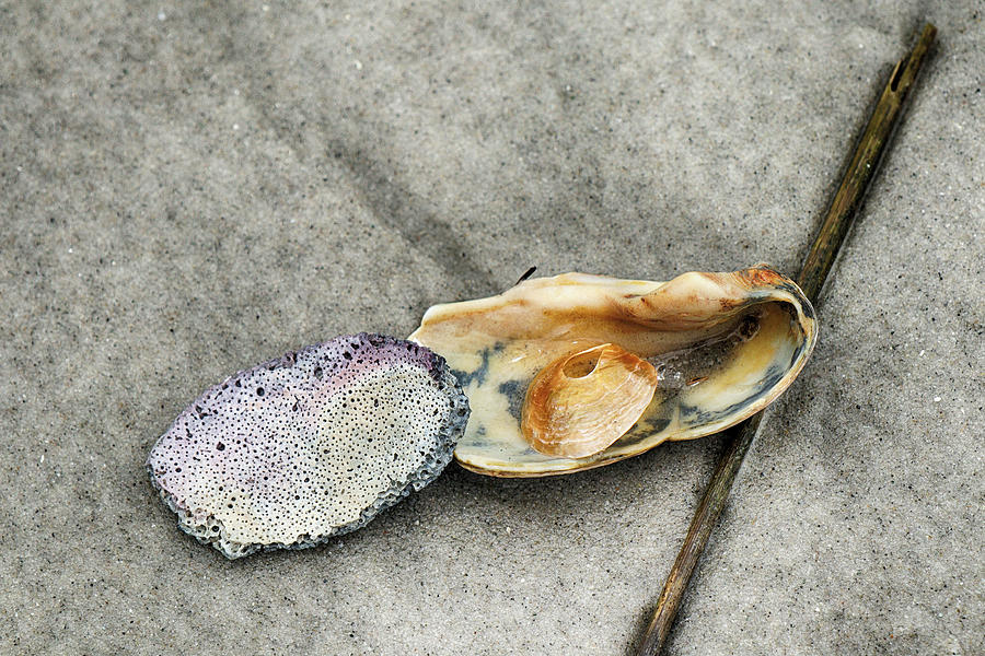 Pitted Shell Abstract Photograph by Cate Franklyn