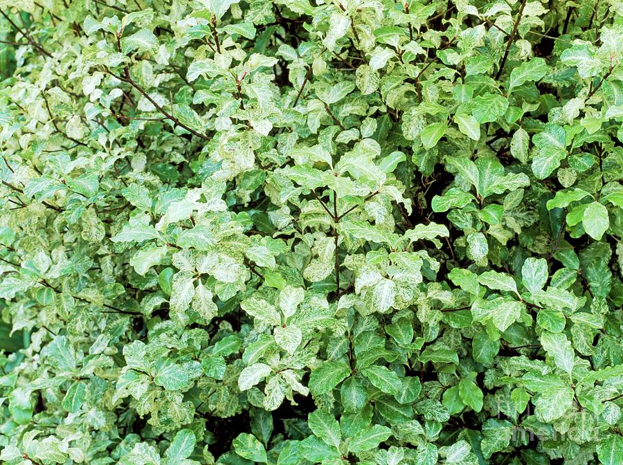 Pittosporum Tenuifolium Irene Paterson Photograph by Geoff Kidd/science Photo Library