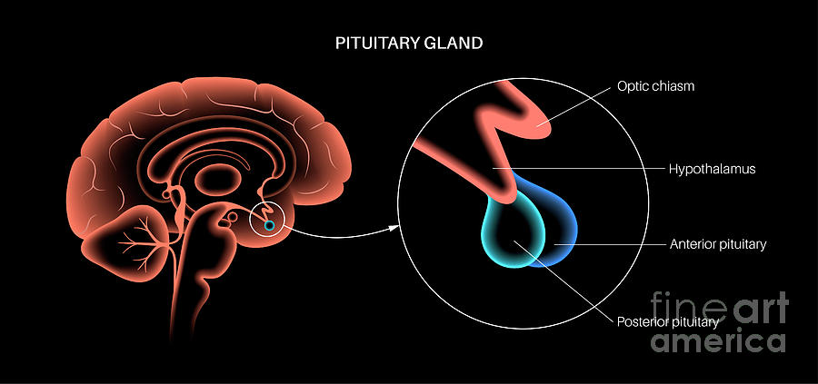 Pituitary Gland Anatomy by Pikovit / Science Photo Library