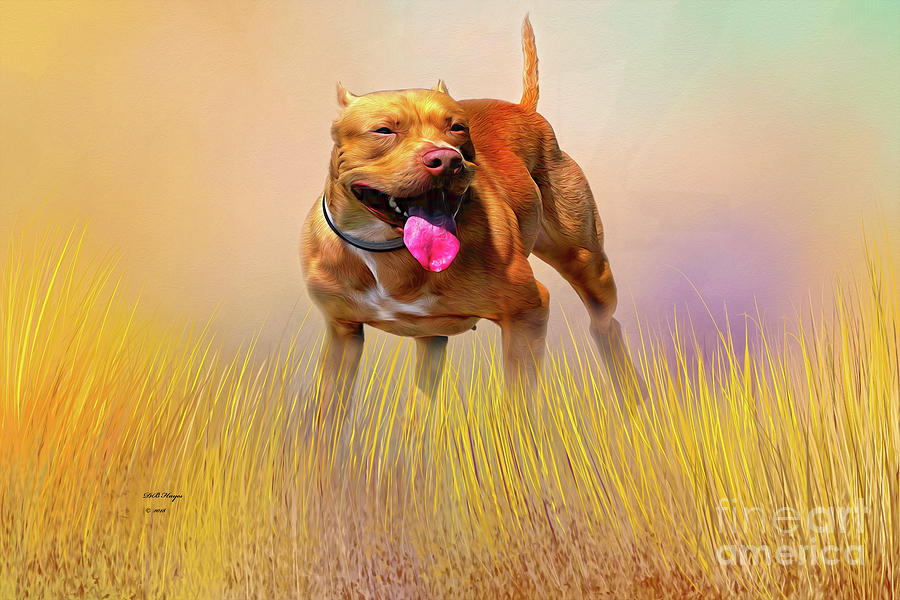 Pity - A Pitbull Dog Mixed Media by DB Hayes