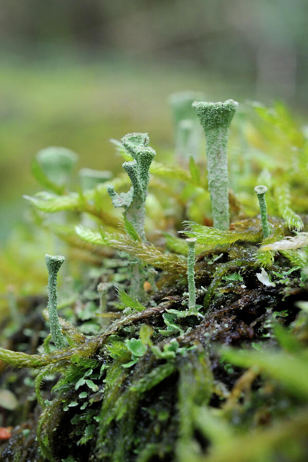 Pixie Cup Lichen With Spore Forming Reproductive Cups Photograph by ...