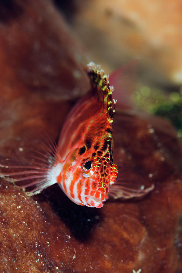 Pixy Hawkfish, Lembeh Strait, North Sulawesi, Indonesia Photograph by ...