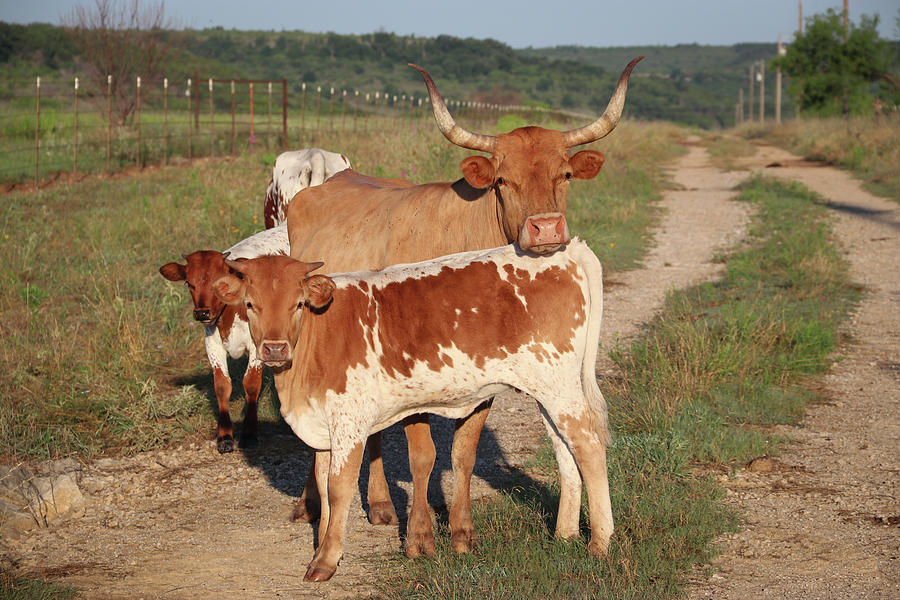 PK Longhorn Cow and Calf Photograph by Emily Olson