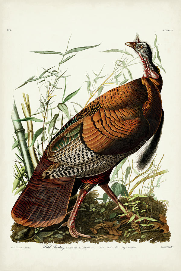 Bird Painting - Pl 1 Wild Turkey by John James Audubon