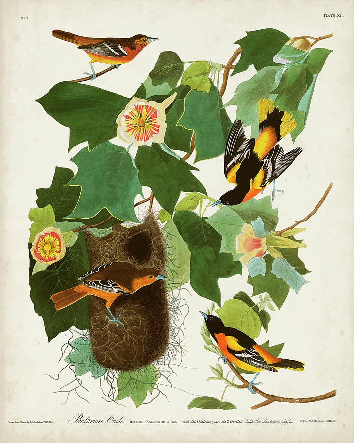 Pl 12 Baltimore Oriole Painting by John James Audubon