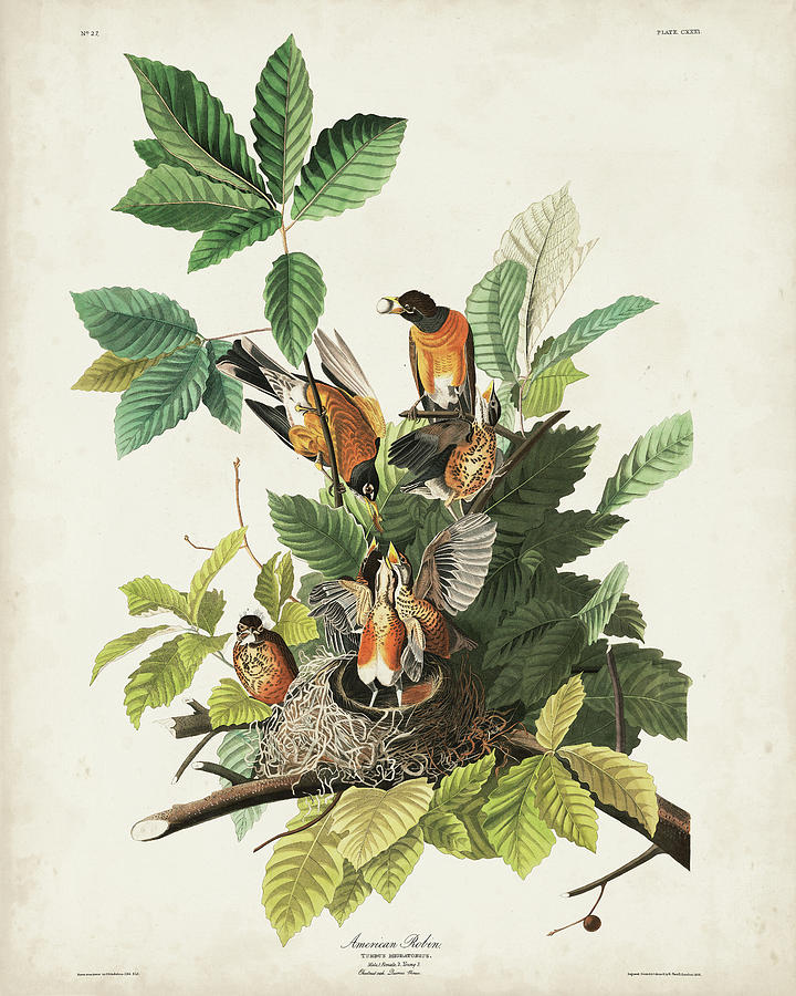 Bird Painting - Pl 131 American Robin by John James Audubon
