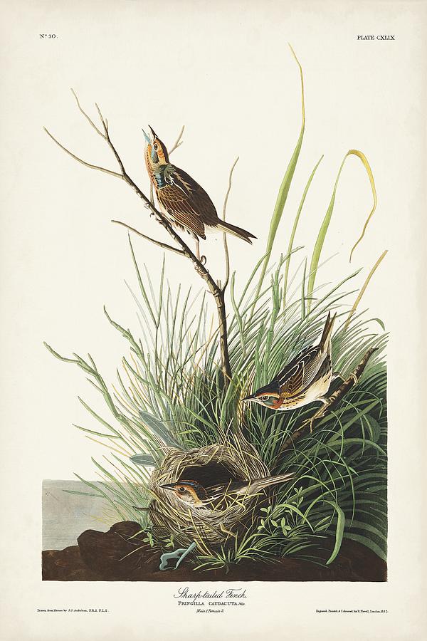 Animal Nature Painting - Pl. 149 Sharp-tailed Finch by John James Audubon