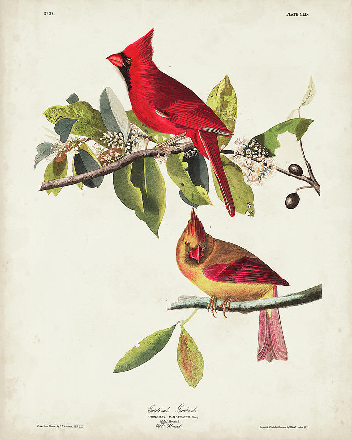 Bird Painting - Pl 158 Cardinal Grosbeak by John James Audubon