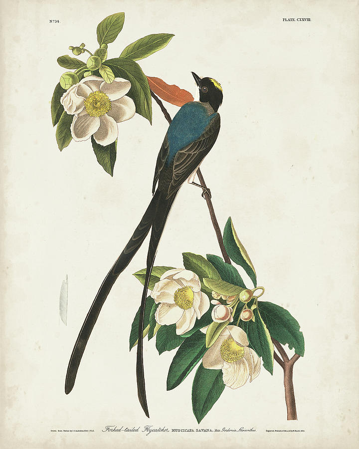 Pl 168 Fork-tailed Flycatcher Painting by John James Audubon
