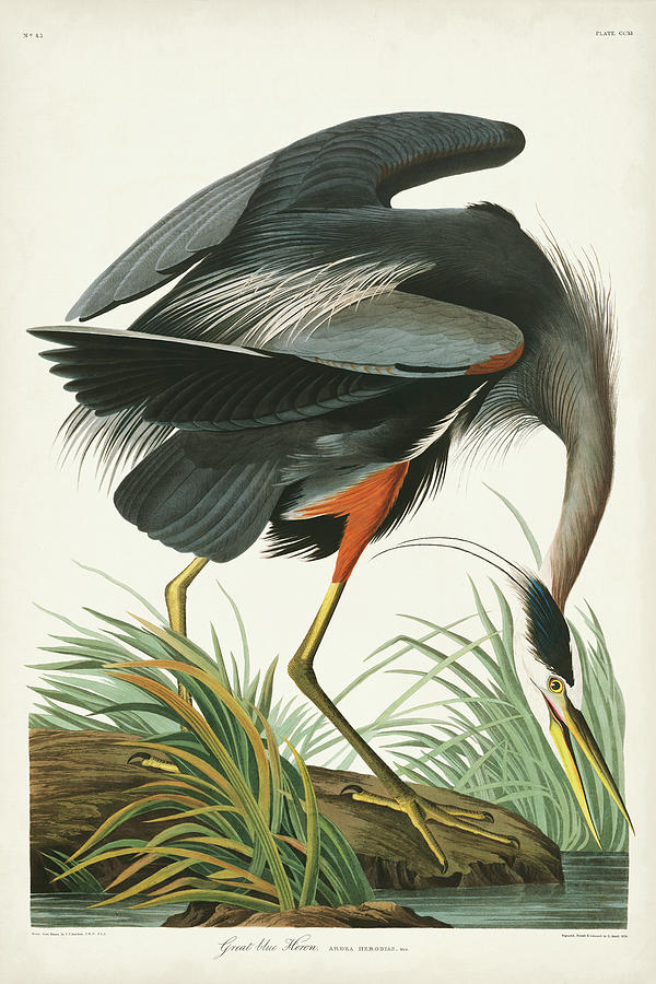 Pl 211 Great Blue Heron Painting by John James Audubon