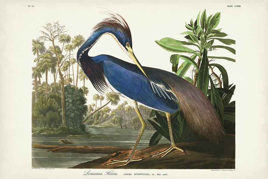 Bird Painting - Pl 217 Louisiana Heron by John James Audubon