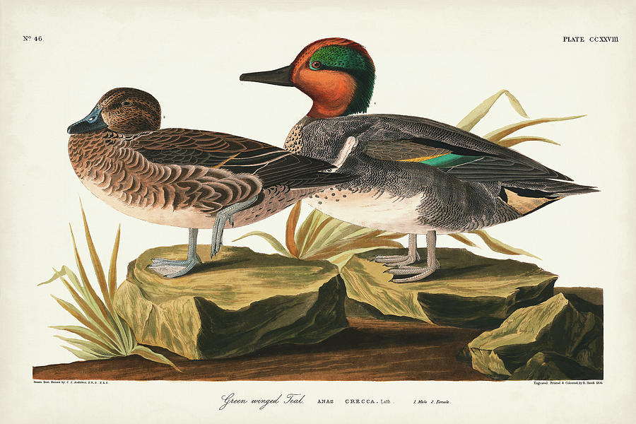 Pl 228 Green-winged Teal Painting by John James Audubon