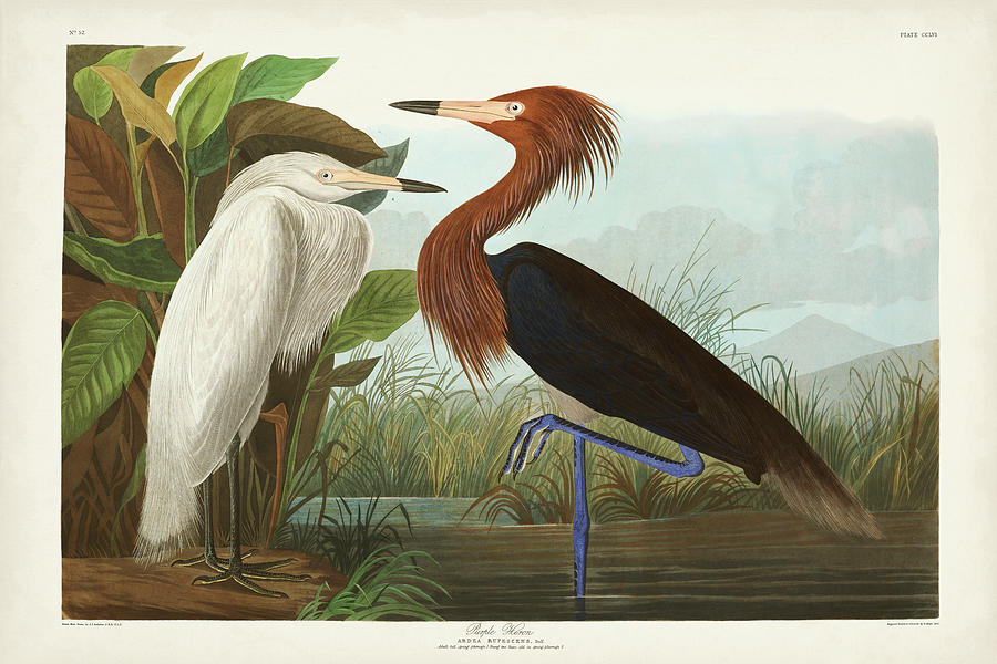 Pl 256 Purple Heron Painting by John James Audubon