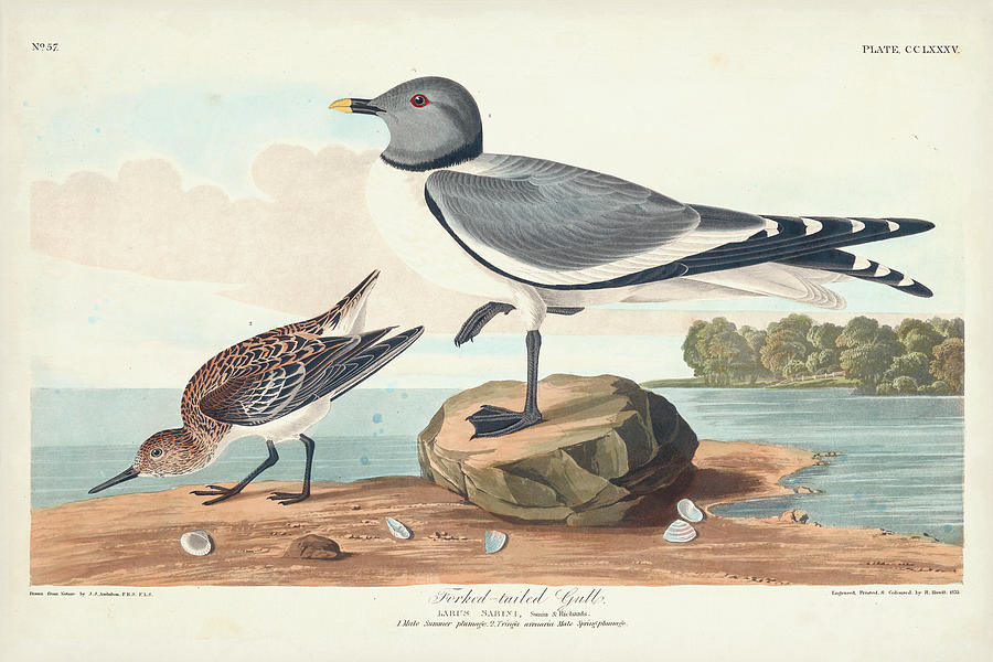 Pl 285 Fork-tailed Gull Painting by John James Audubon