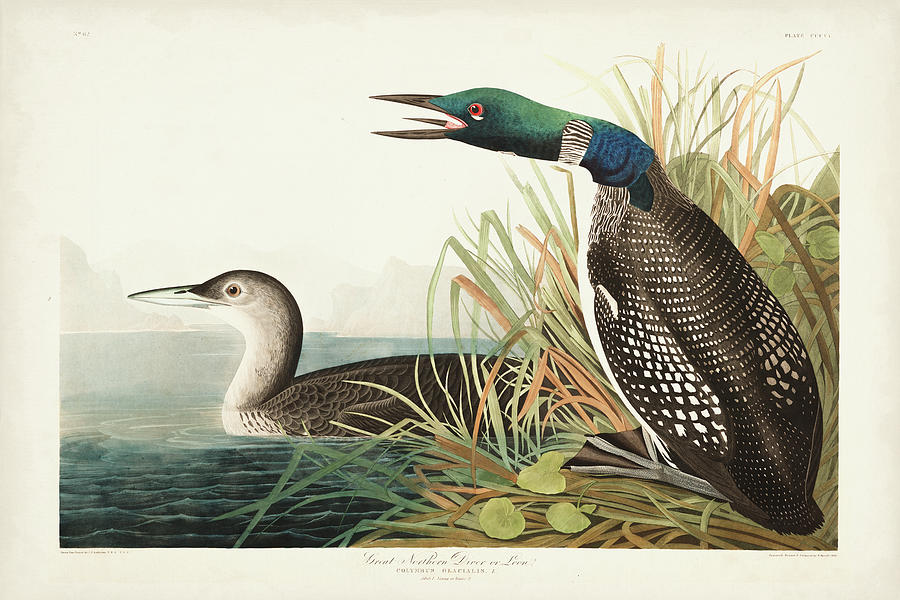 Pl 306 Great Northern Diver Or Loon Painting by John James Audubon