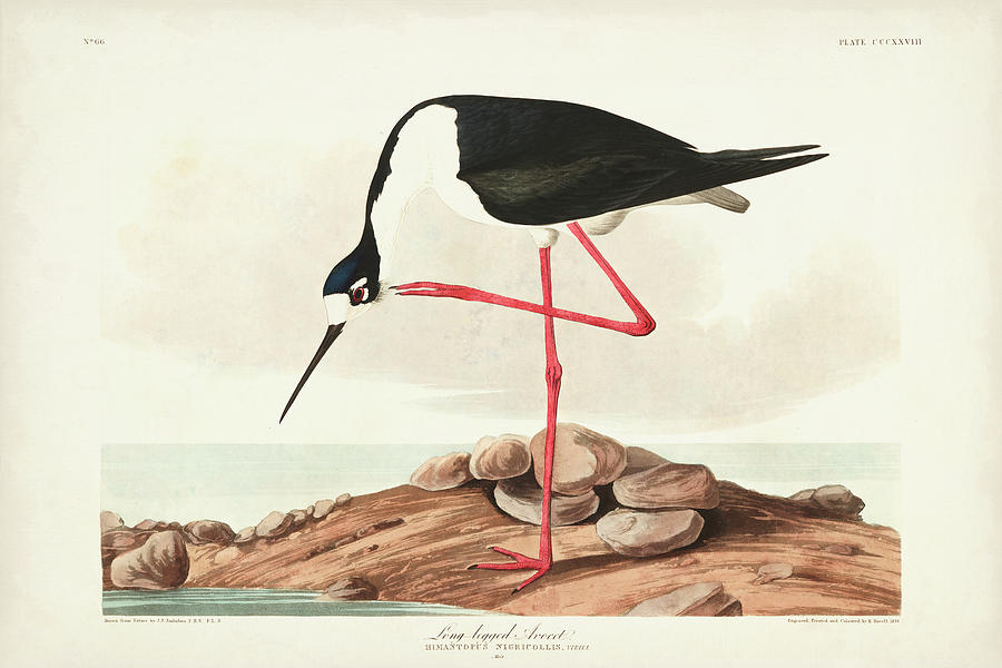 Pl 328 Long- Legged Avocet Painting by John James Audubon