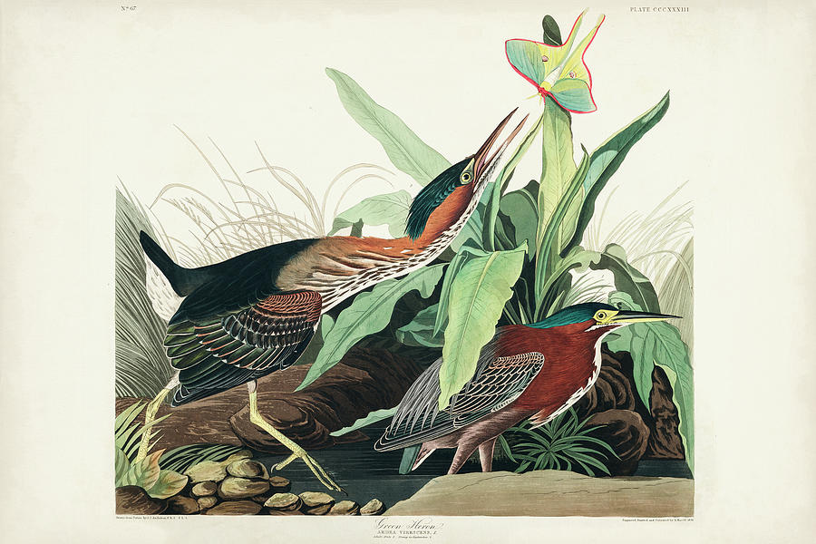 Pl 333 Green Heron Painting by John James Audubon