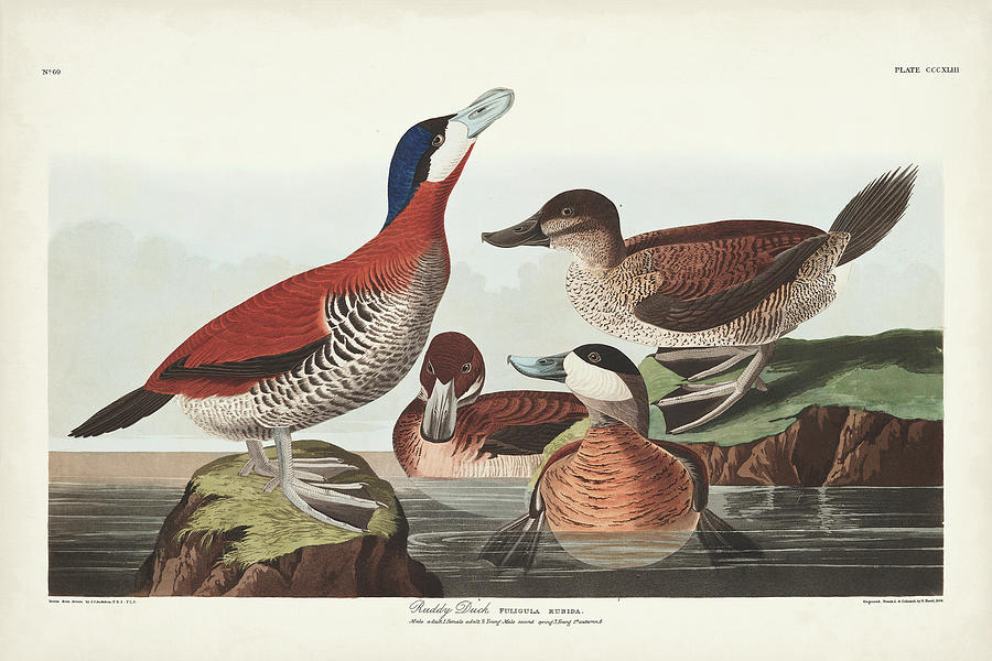 Bird Painting - Pl 343 Ruddy Duck by John James Audubon