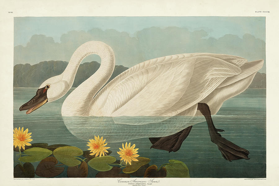 Pl 411 Common American Swan Painting by John James Audubon - Fine Art ...