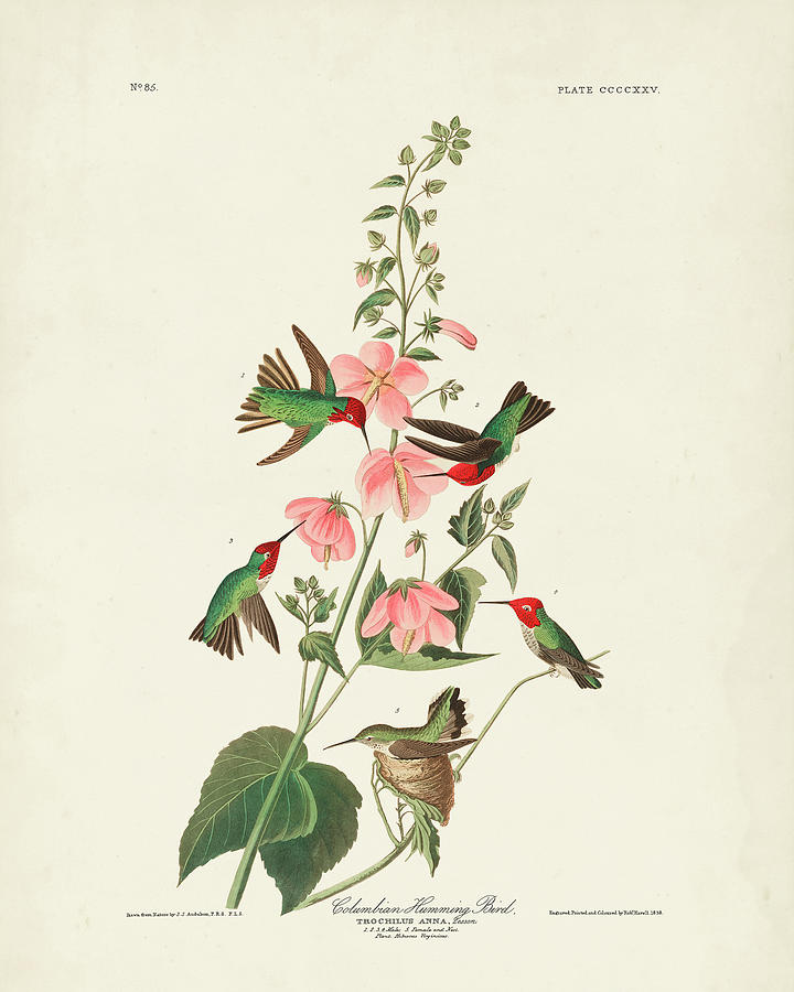 Bird Painting - Pl 425 Columbian Hummingbird by John James Audubon