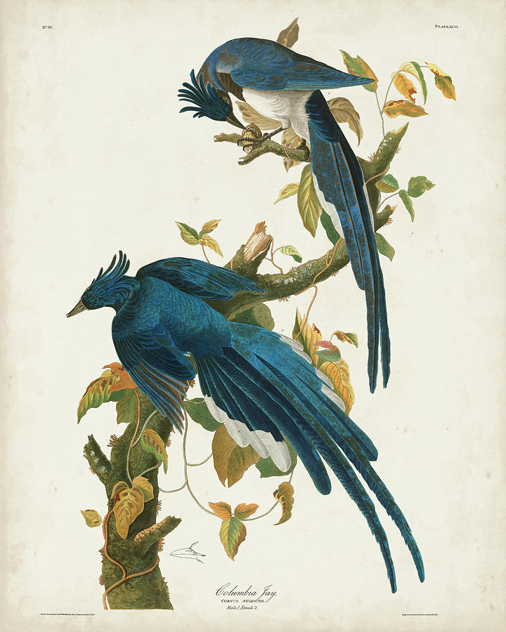 Bird Painting - Pl 96 Columbia Jay by John James Audubon