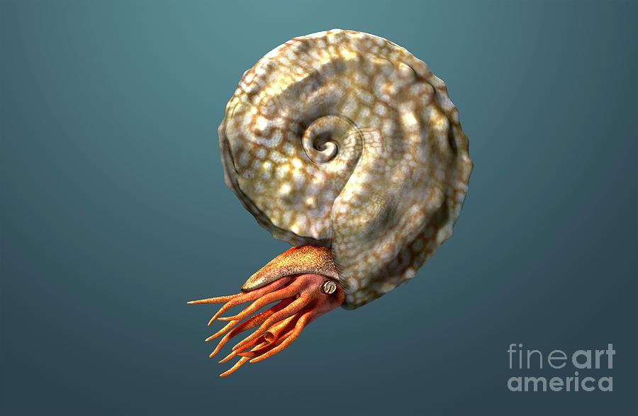 Placenticeras Ammonite Photograph by Masato Hattori/science Photo ...